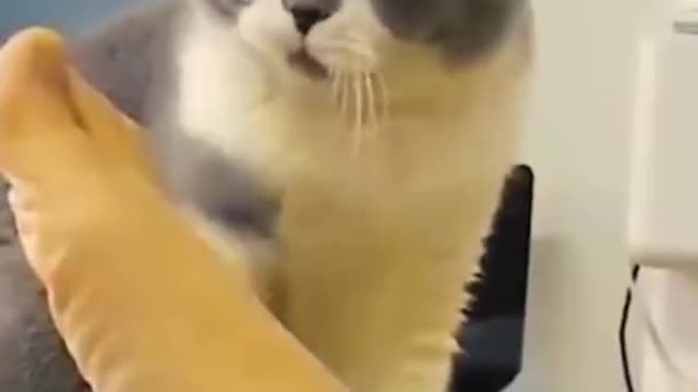 FUNNY ANIMALS VIDEOS TRY NOT TO LAUGH🤣|FUNNY CATS|FUNNY DOGS|FUNNY ANIMALS