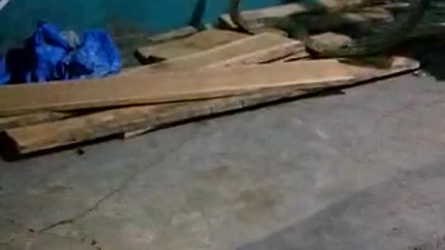 Tactful rescuer gently catches King Cobra in Indian home