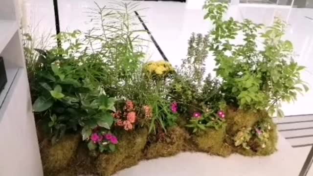 my garden TDM