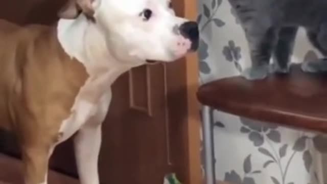 Very patient dog gets spanked trying to make friends with the cat😁