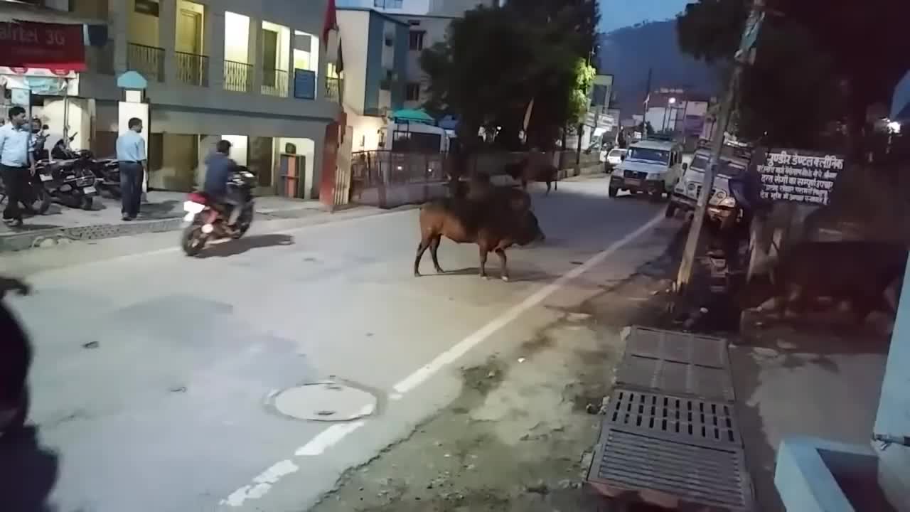 Fierce Bullfighting at Srinagar, Garhwal, India