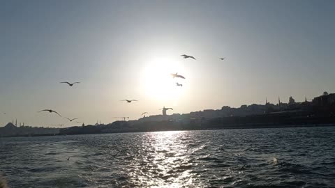 Beautiful view of birds at sunset and the sea