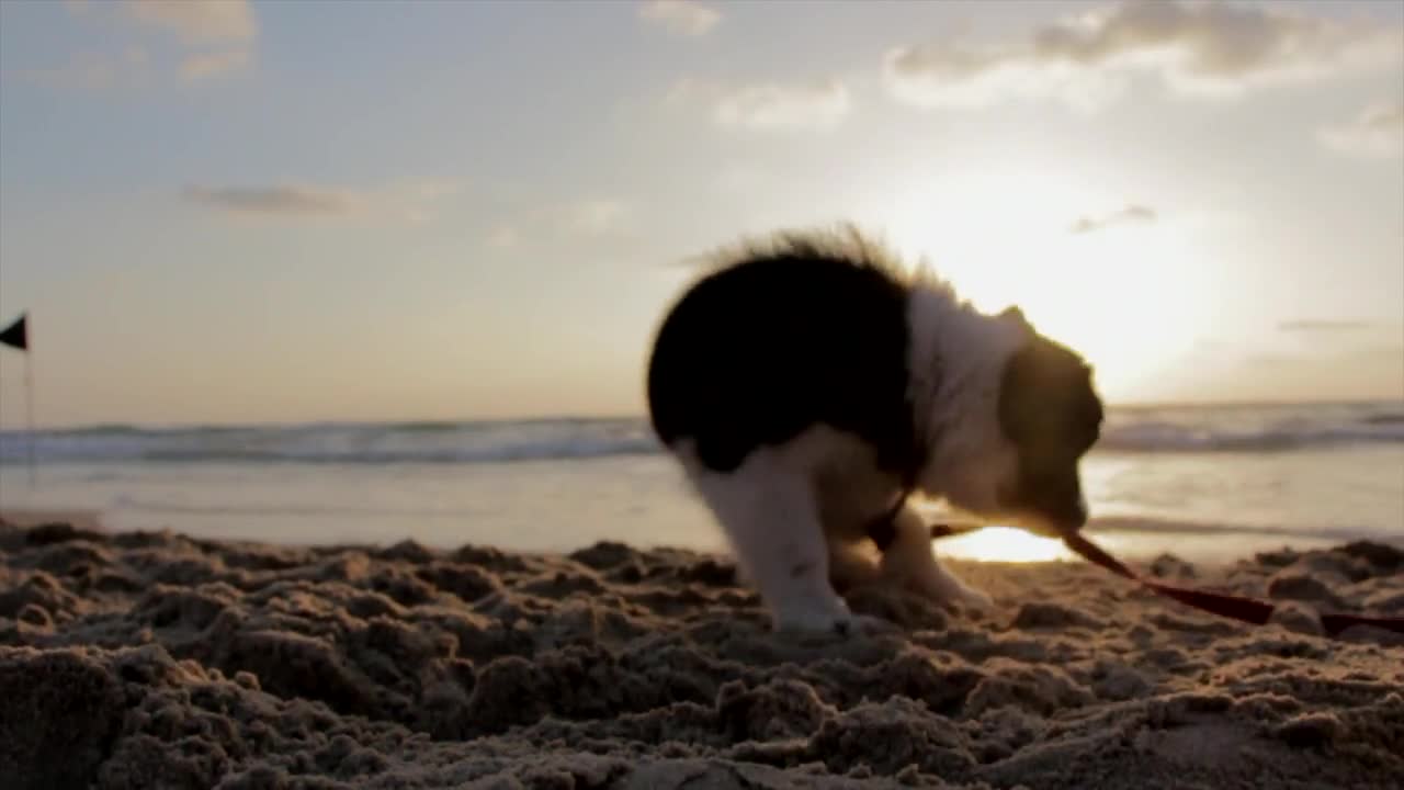 Puppy on the beach