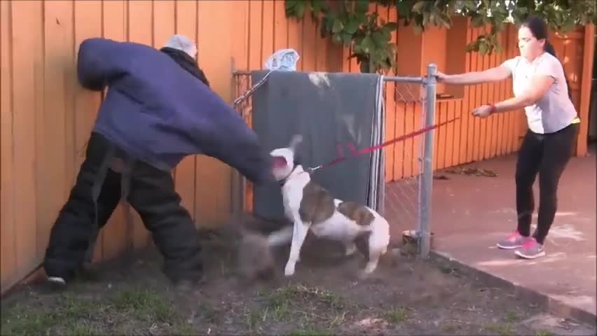 How To Make Dog Become Fully Aggressive With Few Simple Ways