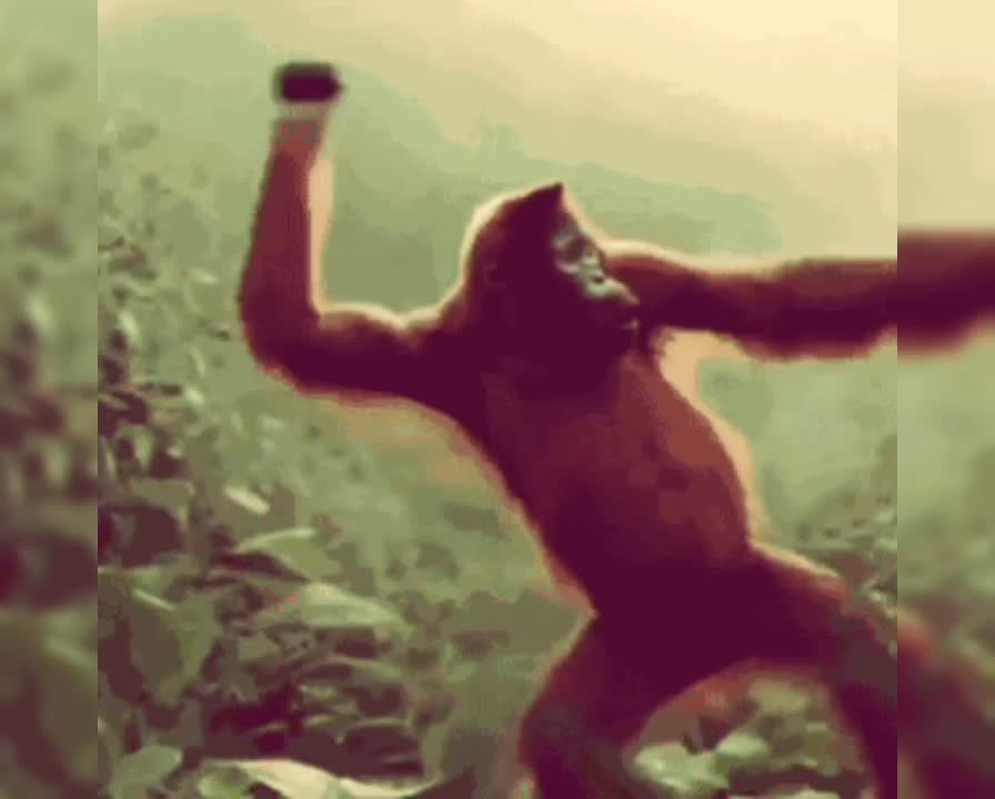 Monkey Dance Funny Videos