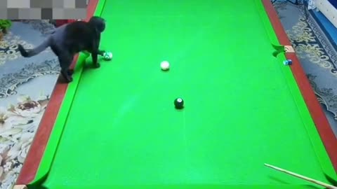 Cat Funny Video Billiards