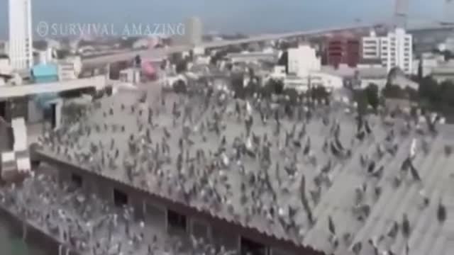 ‘Animals and birds