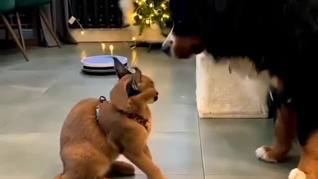 Dog vs.cat