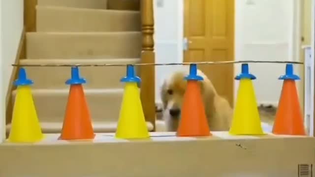 Funny animals (Funny dog videos)