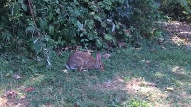 A Seven Second Video of a Wild Bunny!