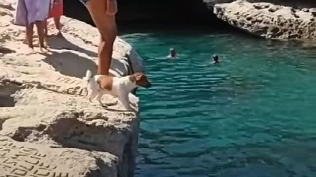 funny videos are fun and entertainment