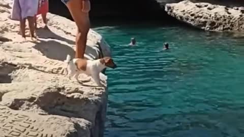 funny videos are fun and entertainment