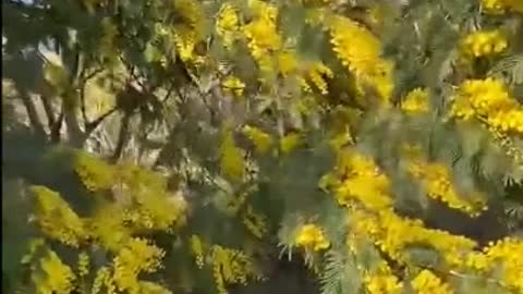 Мимоза в Абхазии