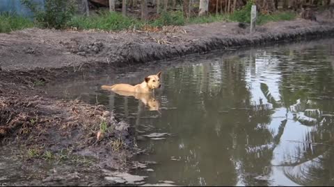 A dog passing through the water