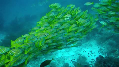 Incredible school of fish, is unbelievable