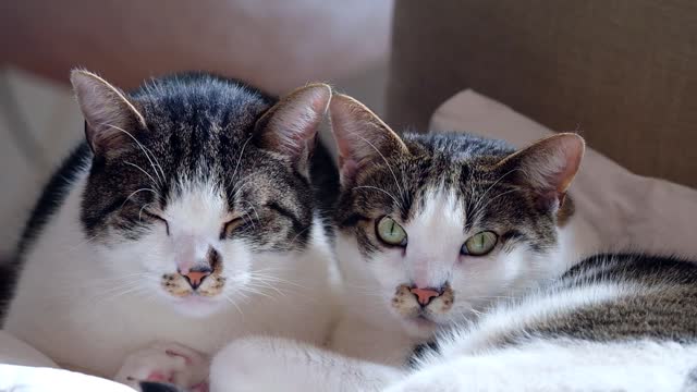 Cute Cats Almost Sleeping