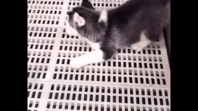 Funny And SOO Cute Husky Puppies Compilation 😊😍🐶 - Cutest Husky Puppy