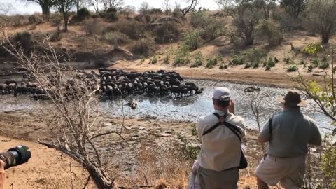 something will happen if the buffalo separates from the group