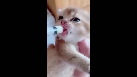 Funny 😂 animals moment 🤣