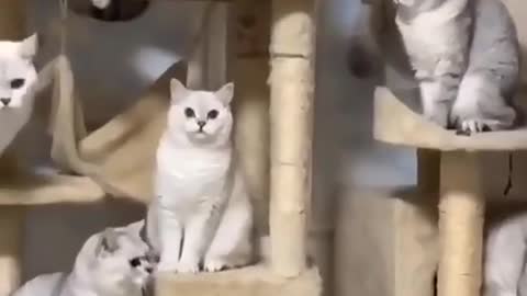 Cat playing funny video