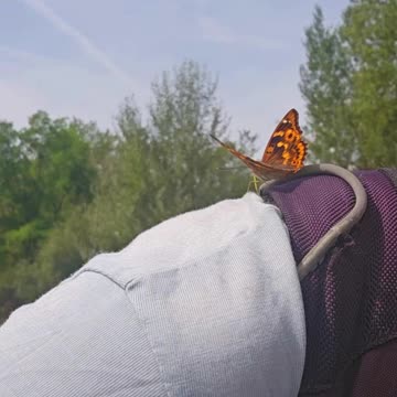Butterfly on my shoulder / this beautiful animal sat on my shoulder while I was filming nature.
