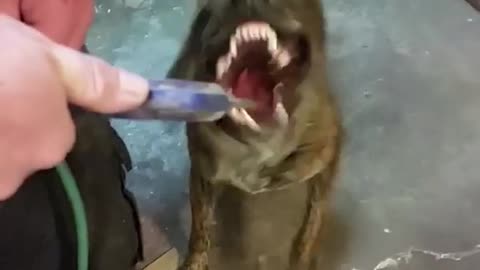 Guy turns on air pipe makes dog shake head fast