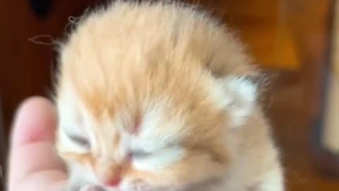 Little sweet-heart 😺😍😘