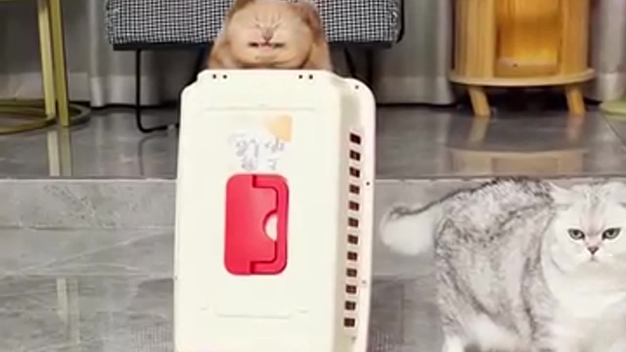 Epic Cat Battle Royale: The Meow-tastic Showdown