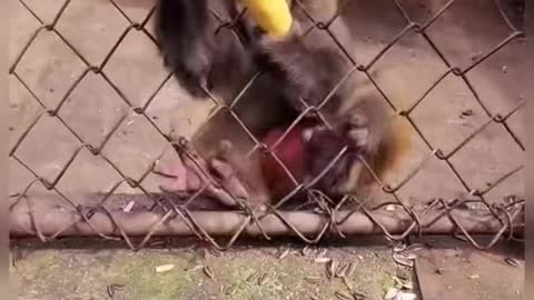 MONKEY STOL MY BANANA