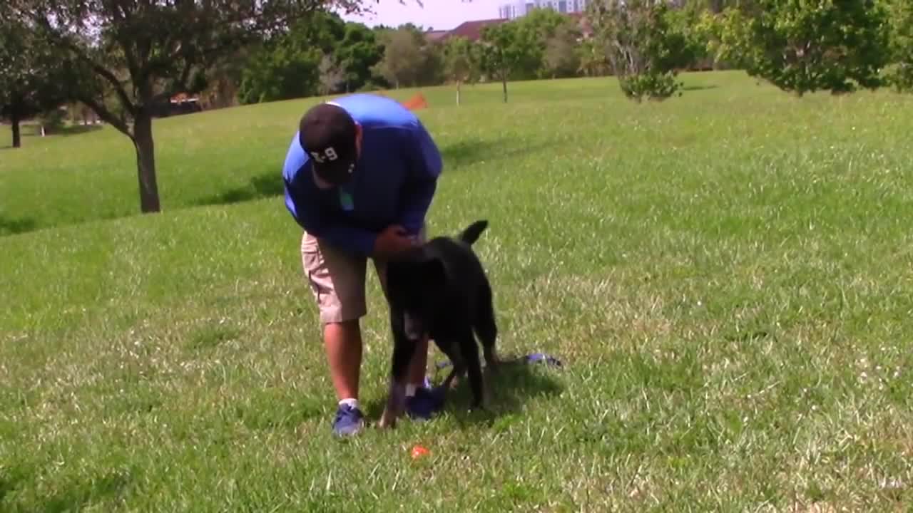 Tip: Get your dog to BARK on command