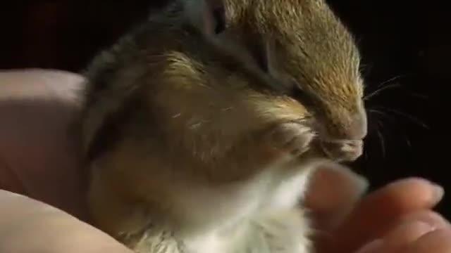 chipmonk washing his face