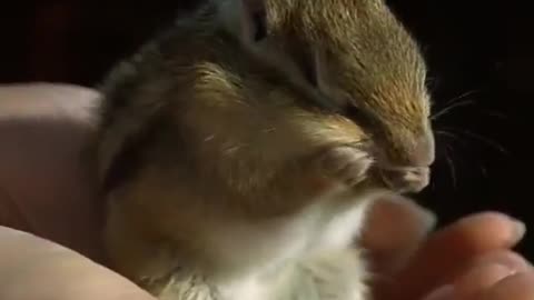 chipmonk washing his face