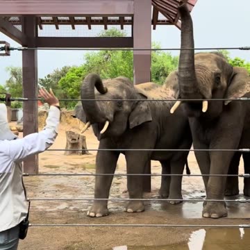 Hello from Asian Elephants Duncan and Jake! 👋