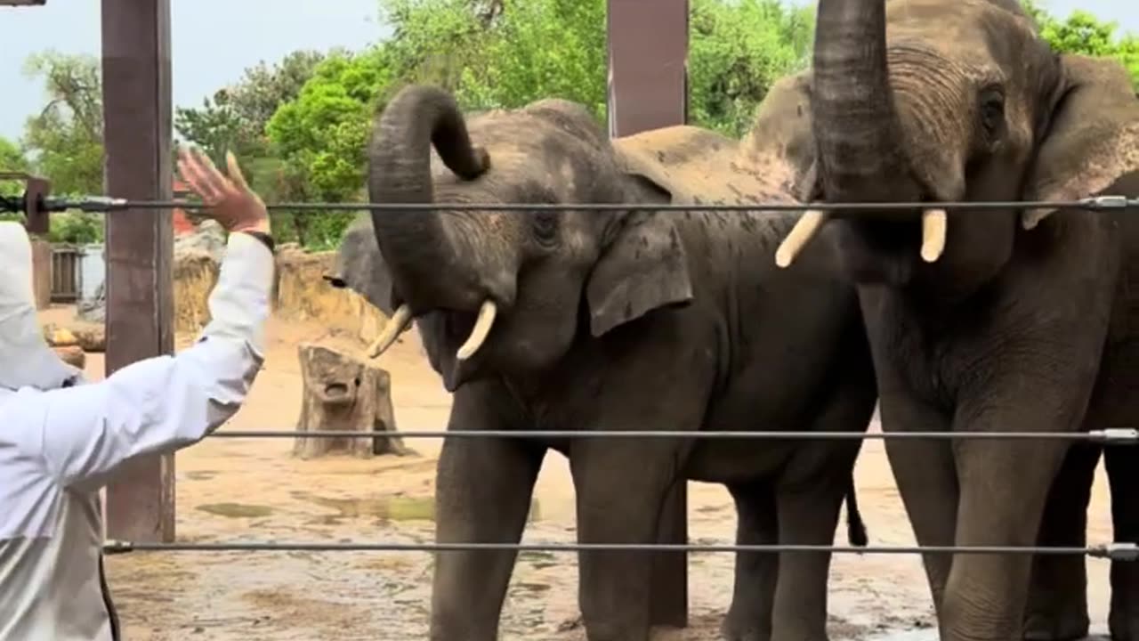 Hello from Asian Elephants Duncan and Jake! 👋