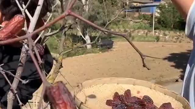 Farm Fresh Ninja Fruit Cutting Desi Satisfying Fruit Ninja Fruit Ideas | Amazing Fruits Video