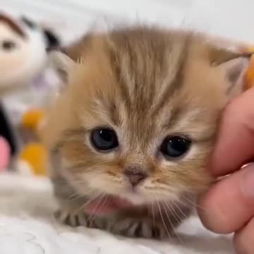 OMG So Cute Cat Video ❤ #cat #kittens #short