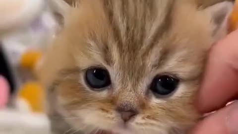 OMG So Cute Cat Video ❤ #cat #kittens #short