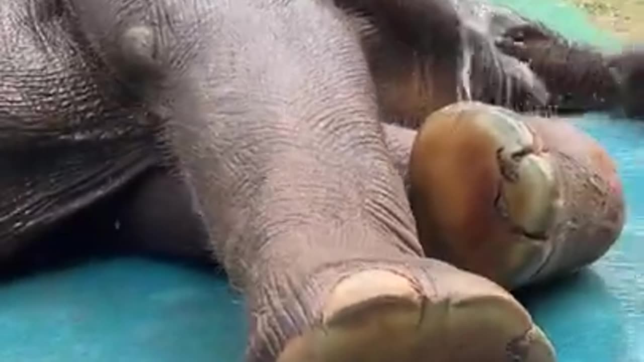 Most Funny Wild Animal - Cutest baby Elephant Videos #58409OEUPOWE