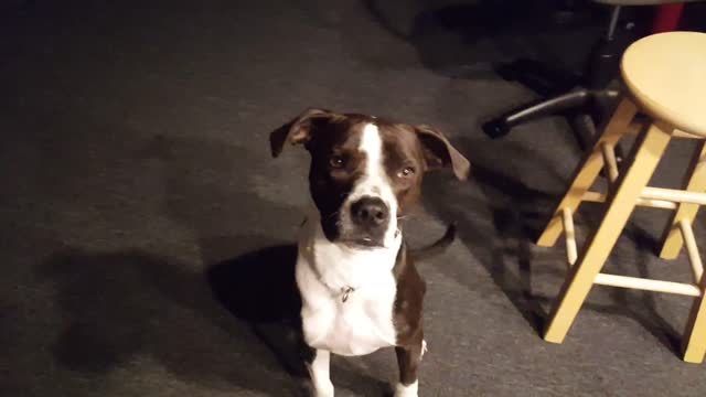 Pit Bull hears the harmonica for the first time, has totally epic response