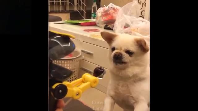 Cute And Funny Pets Try Not To Laugh To These Pets Compilation 7 Cutest Lands