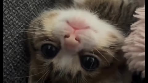 Cute Cat 🥰😺