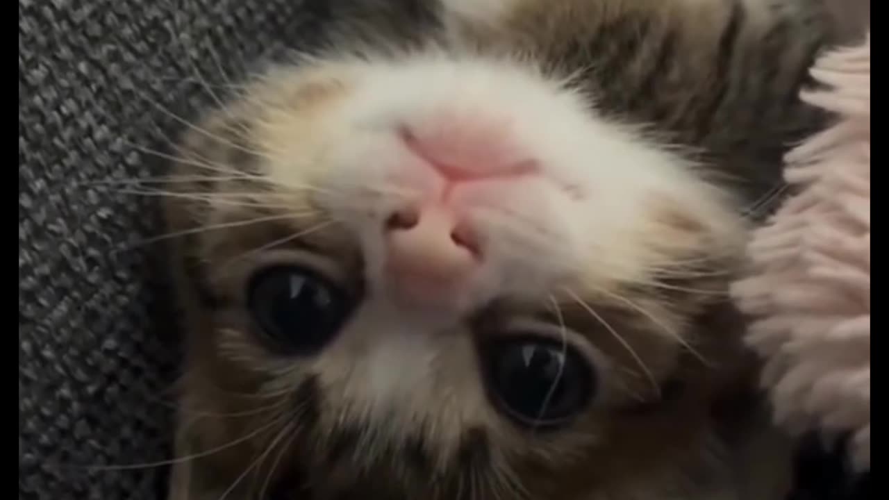 Cute Cat 🥰😺