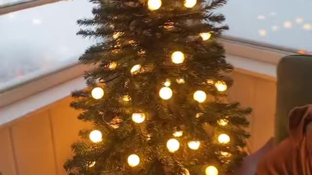 🌲 is still up