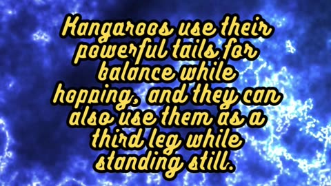 Animal Facts Kangaroos #shorts25