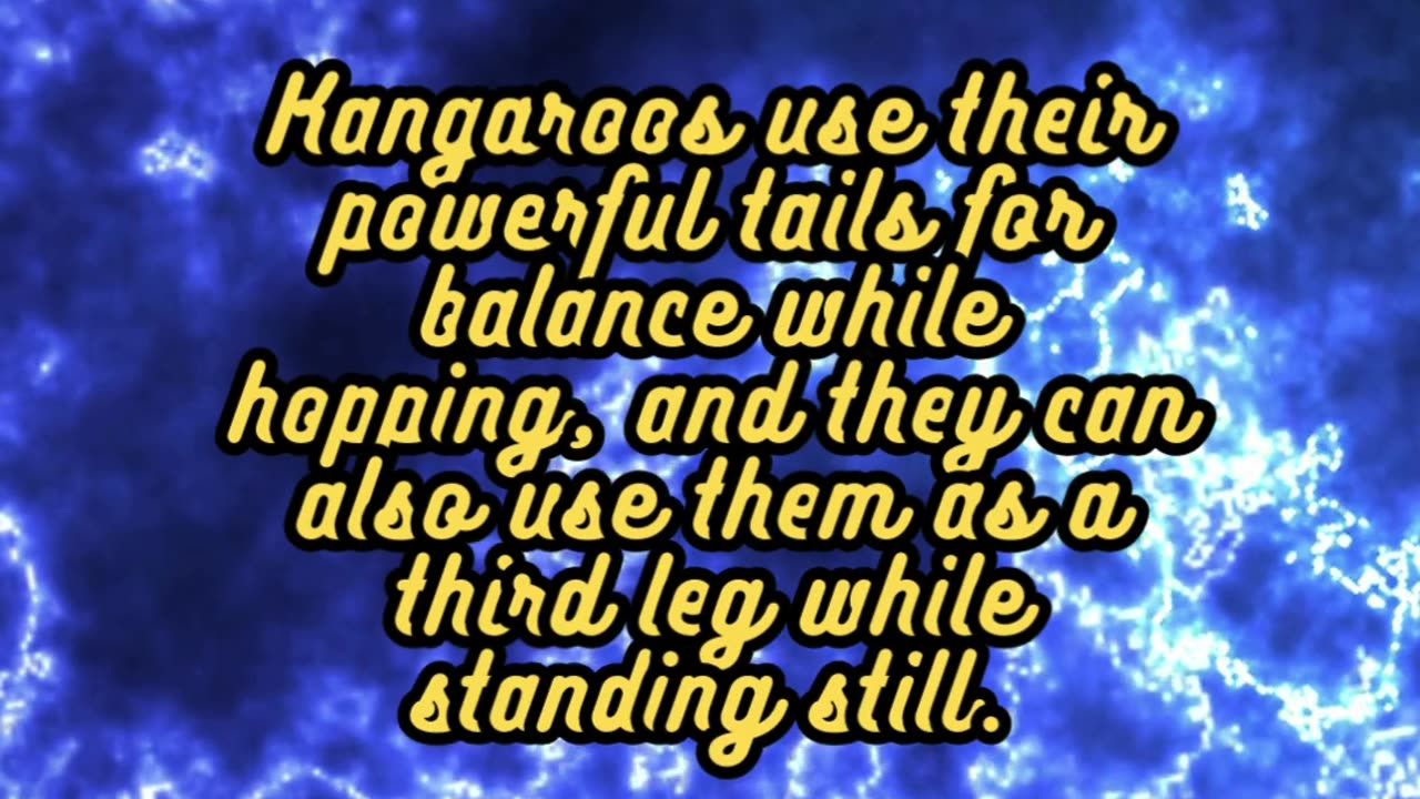 Animal Facts Kangaroos #shorts25