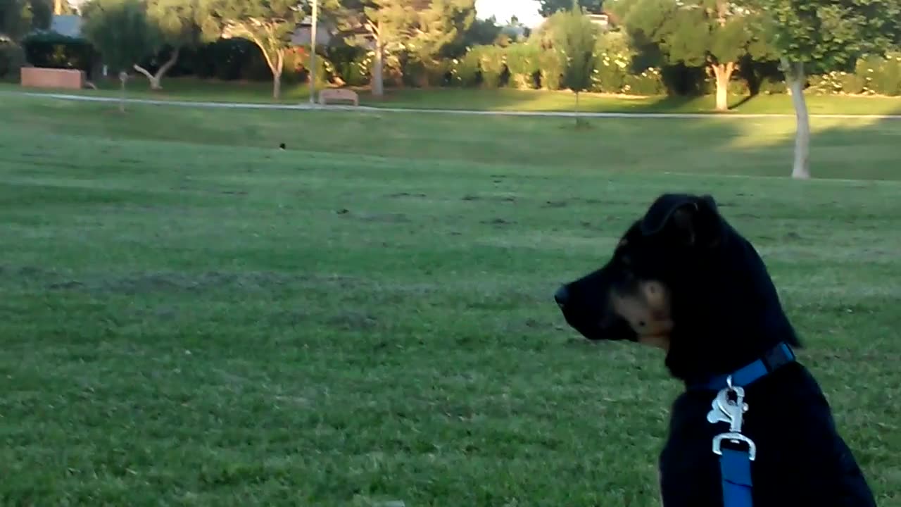 Puppy Watching Hummingbird