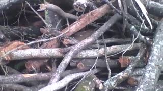 Muitos troncos de árvores cortadas e abandonadas em um galpão [Nature & Animals]