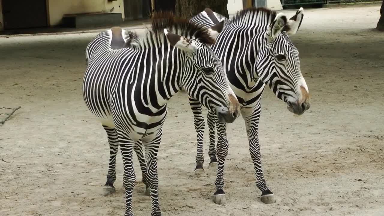 young zebras in the zoo