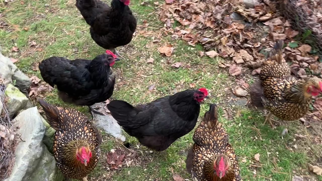 What’s a Group of Chickens Called