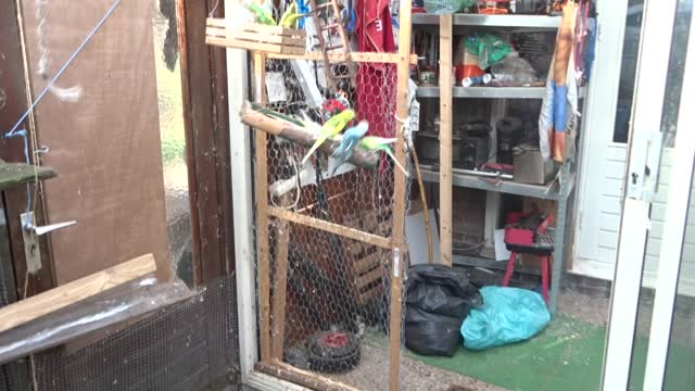Me dierentuintje is weer vrolijk, parkietjes aan de zaadjes, konijnenpoep klaar voor dump
